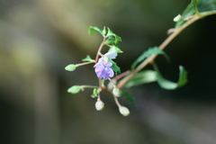 Impatiens mysorensis